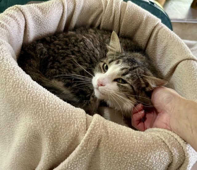 Enlarge Judy, a ADOPTABLE Domestic Long Hair in Ashland, OH image 3/3