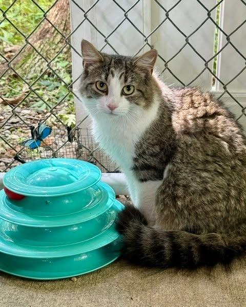 Judy, ADOPTABLE, Young Female Domestic Long Hair.