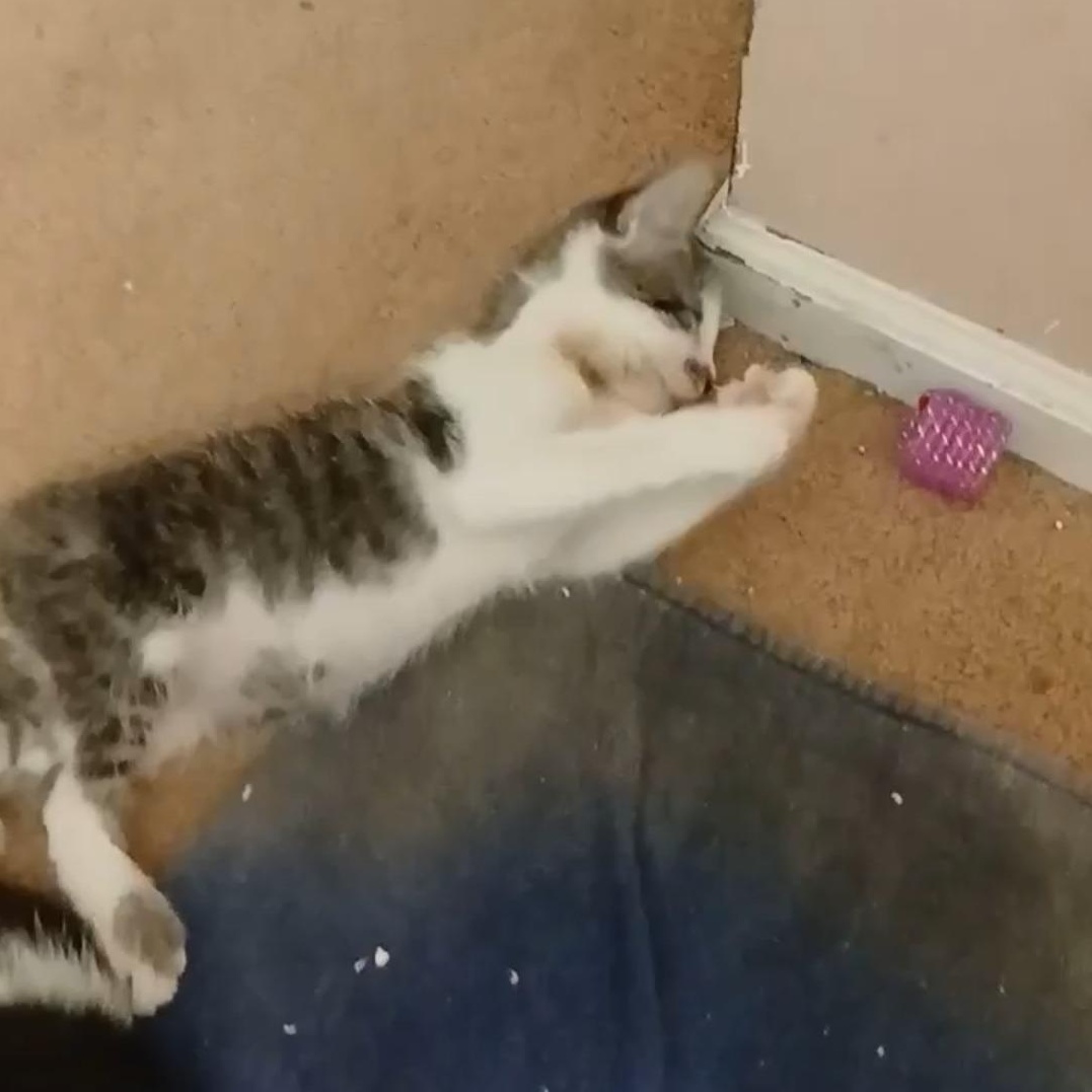 One Fish - In Foster