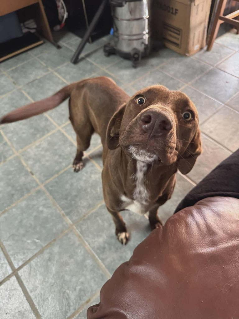 Enlarge Darrell, a Adoptable mixed breed in Center, TX image 2/2