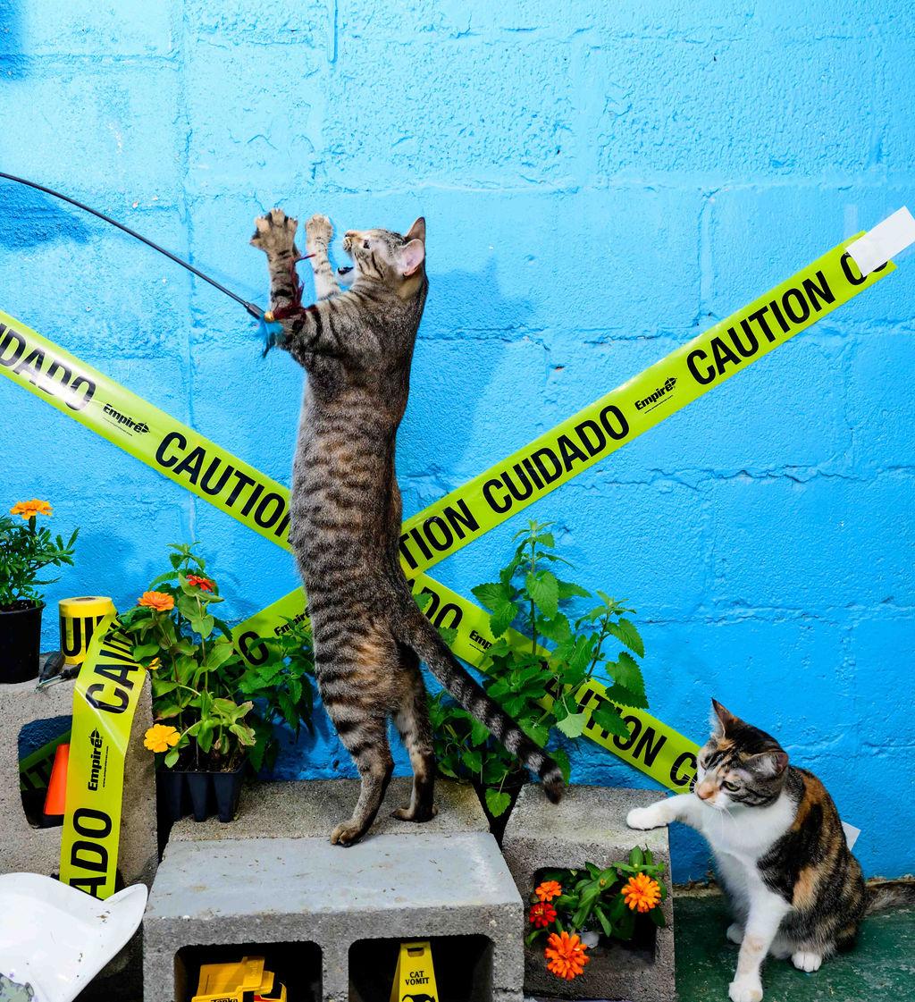 Enlarge Eevee, a Adoptable mixed breed in Jefferson, LA image 2/6