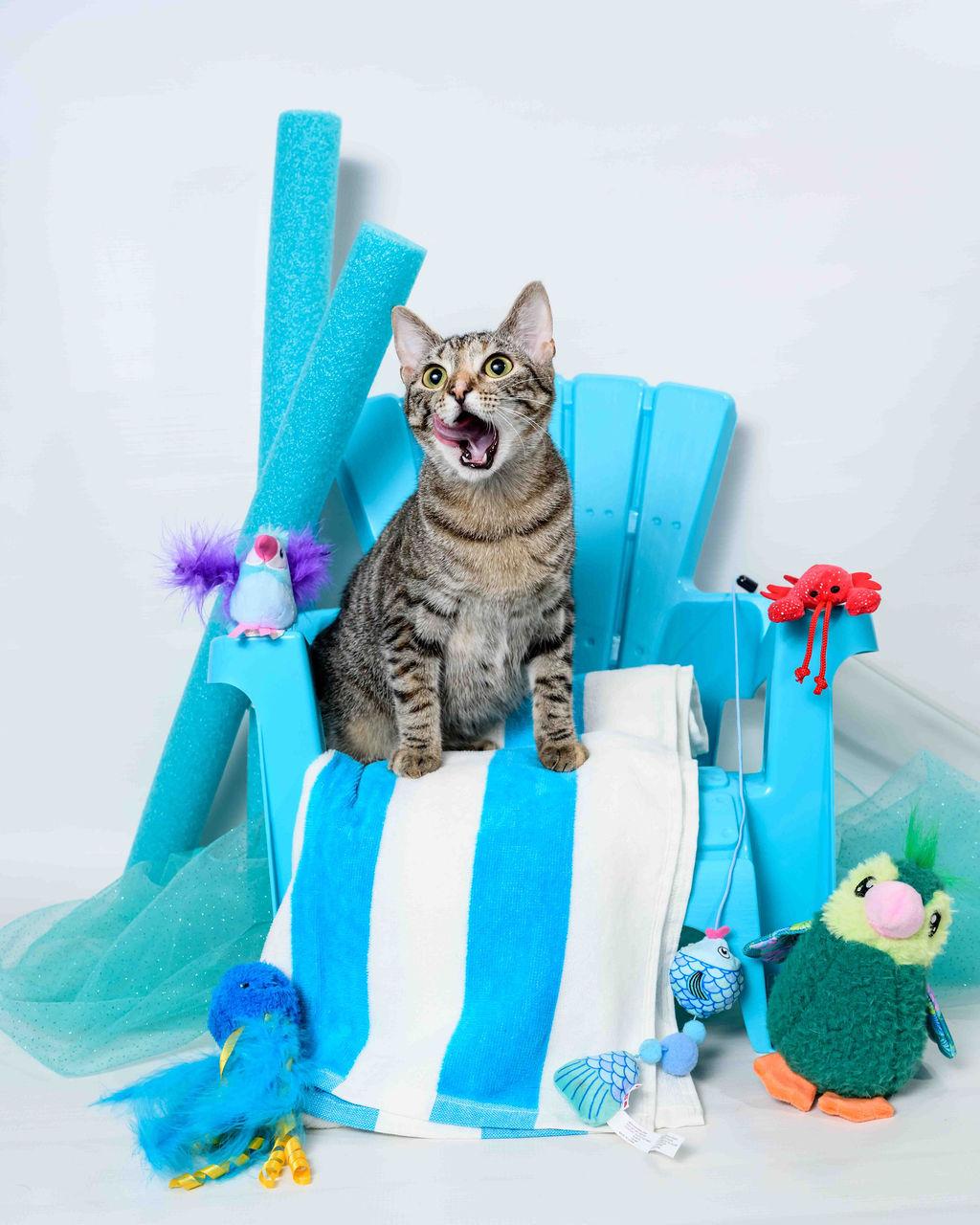 Eevee, a Adoptable mixed breed image 5/6