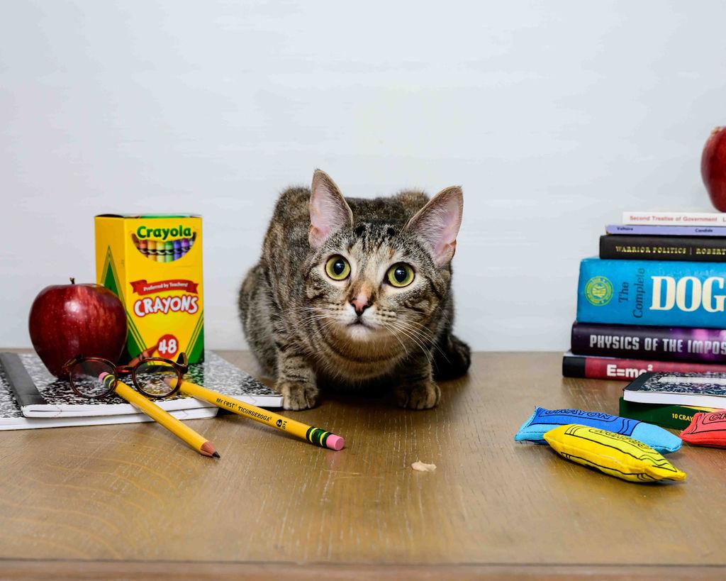 Eevee, a Adoptable mixed breed image 2/6