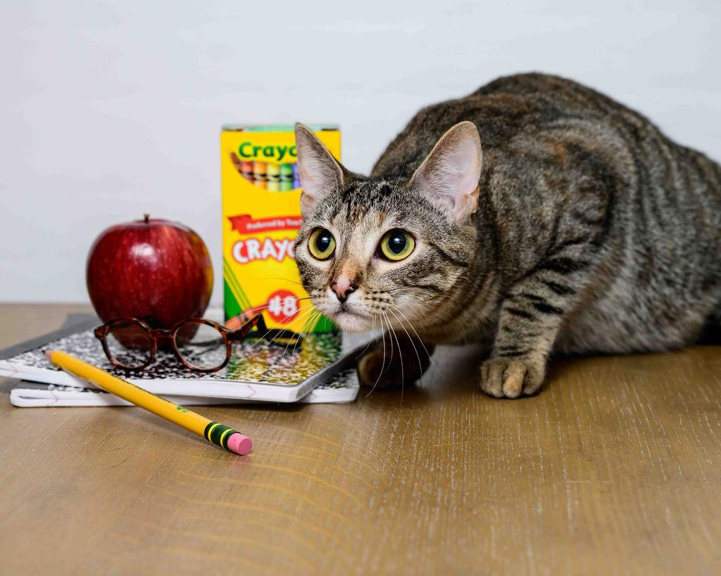 Eevee, Adoptable, Young Female Tabby & Calico.
