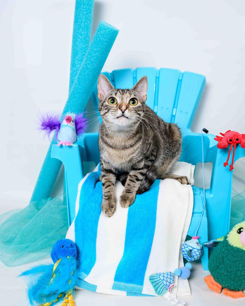 Eevee, Adoptable, Young Female Tabby & Calico.