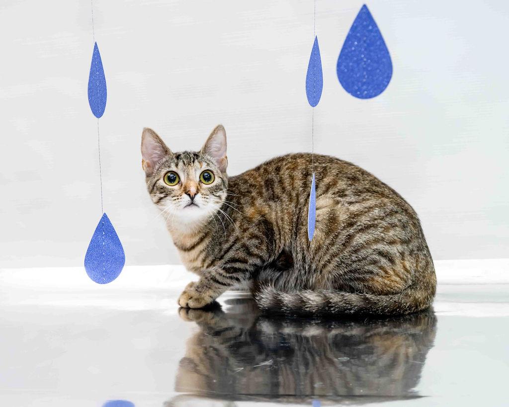 Eevee, a Adoptable mixed breed image 6/6