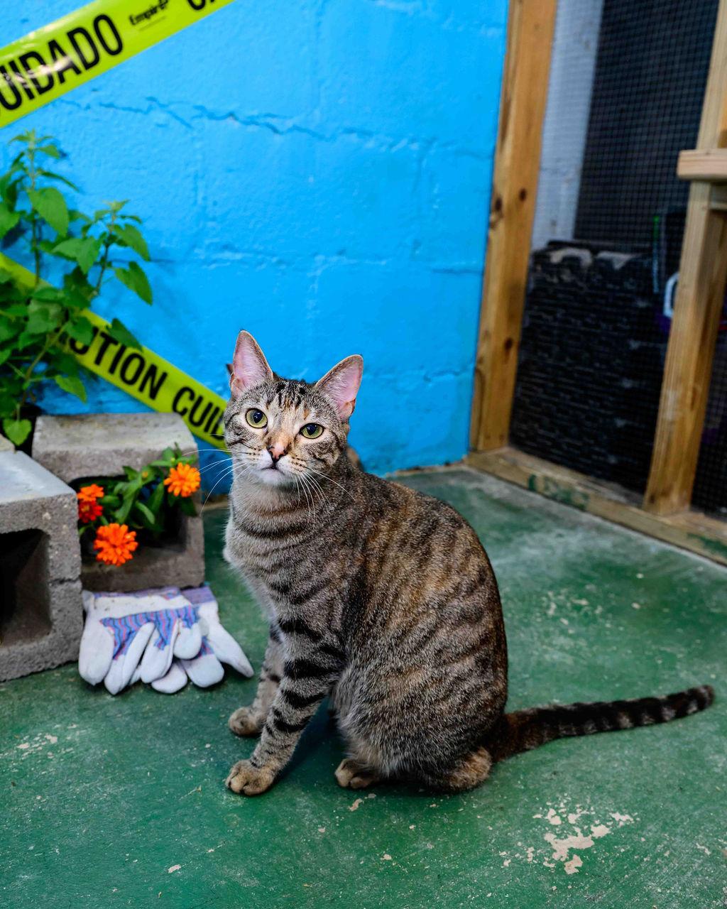 Eevee, Adoptable, Young Female Tabby & Calico.