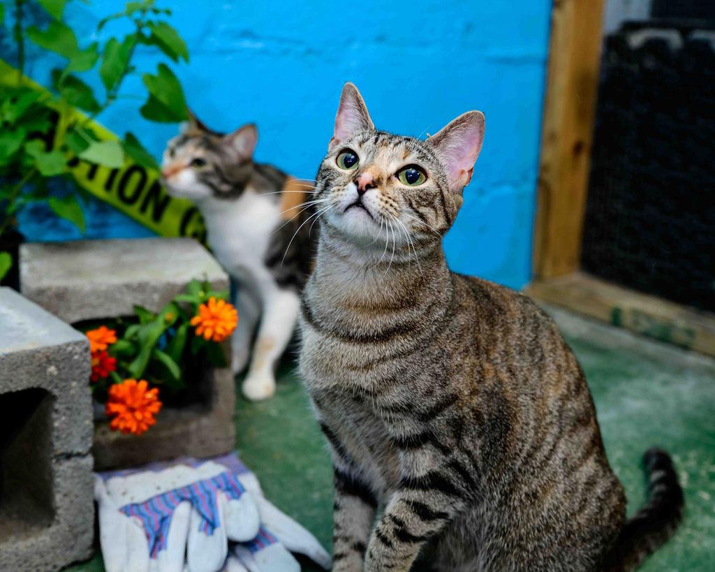 Enlarge Eevee, a Adoptable mixed breed in Jefferson, LA image 3/6