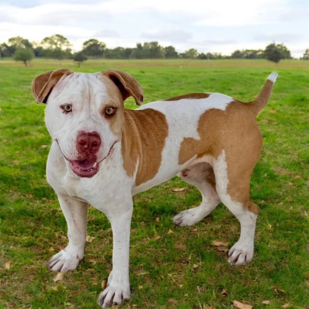 Enlarge Benito-Goodest Boy!, a Adoptable American Bulldog in Fort Myers, FL image 1/1