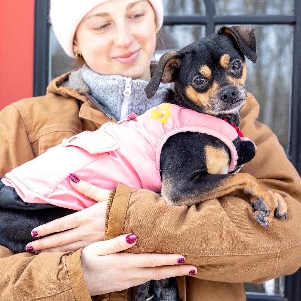 Enlarge Diablo (Male)   , a Adoptable mixed breed in West Grove, PA image 3/6