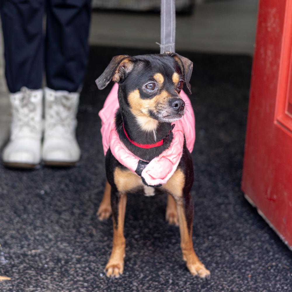 Gremlinavail thumbnail 3