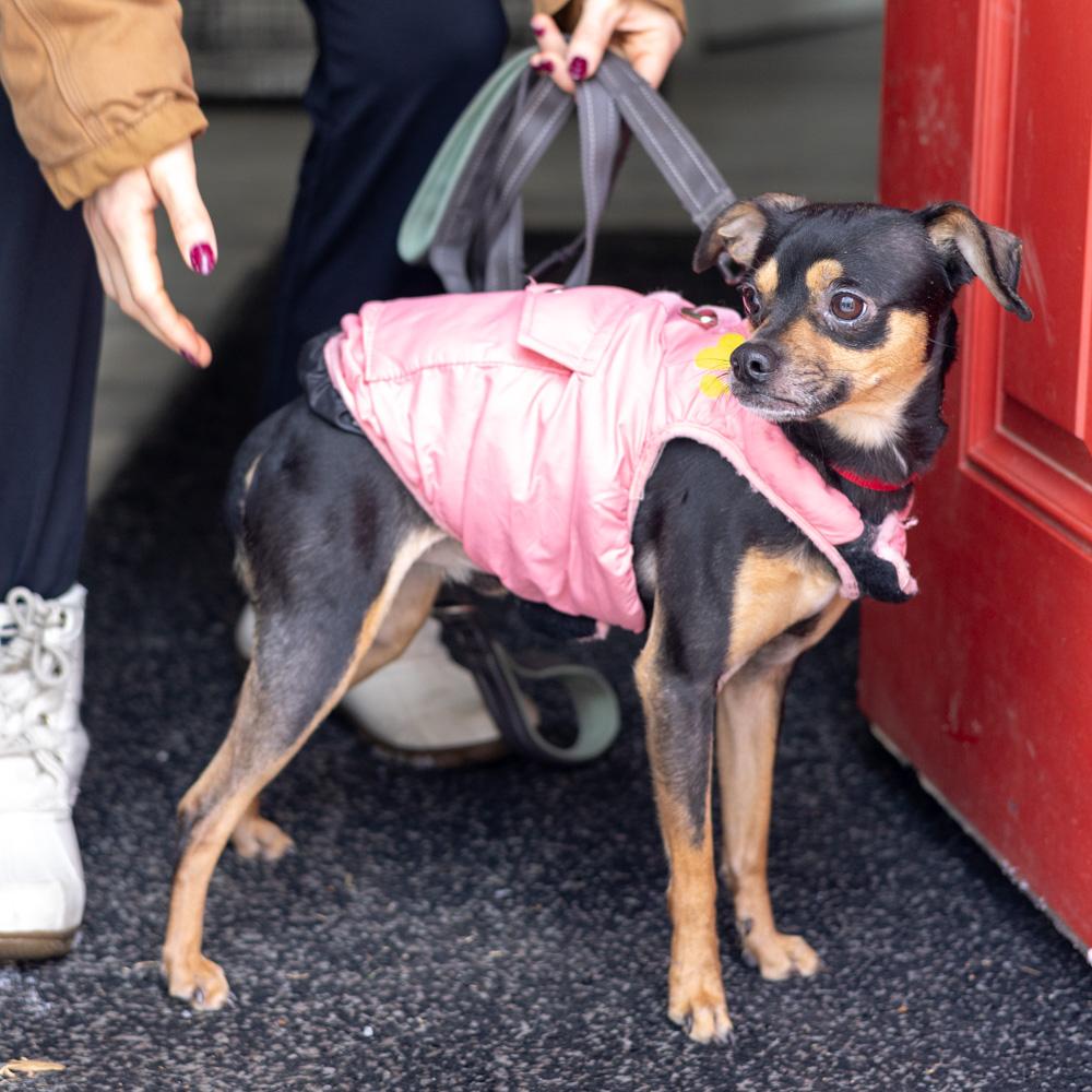 Enlarge Diablo (Male)   , a Adoptable mixed breed in West Grove, PA image 6/6