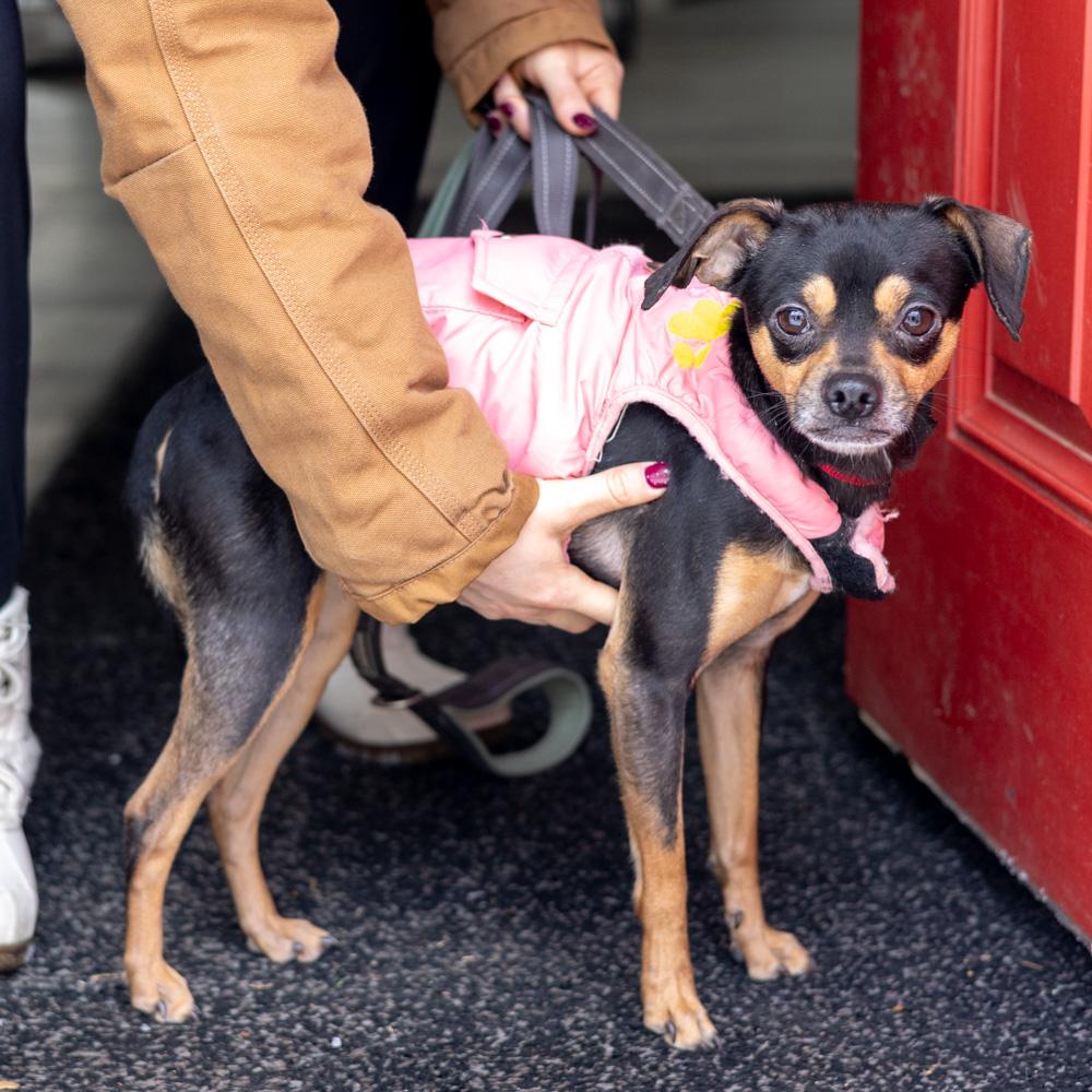 Gremlinavail thumbnail 5