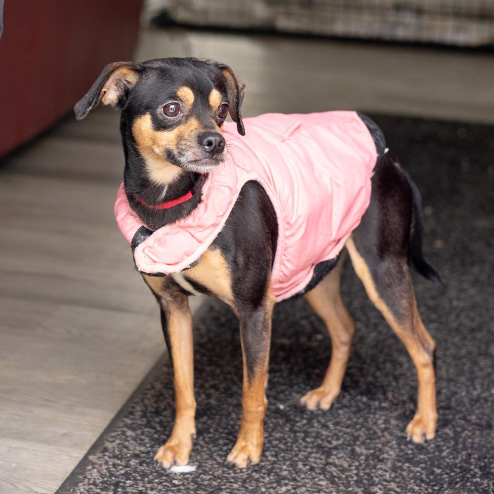 Enlarge Diablo (Male)   , a Adoptable mixed breed in West Grove, PA image 1/6