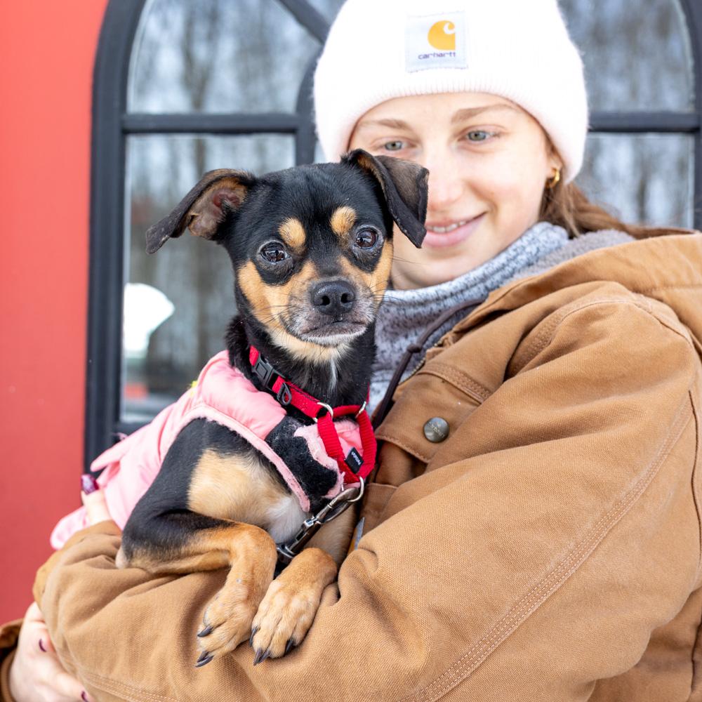 Enlarge Diablo (Male)   , a Adoptable mixed breed in West Grove, PA image 2/6