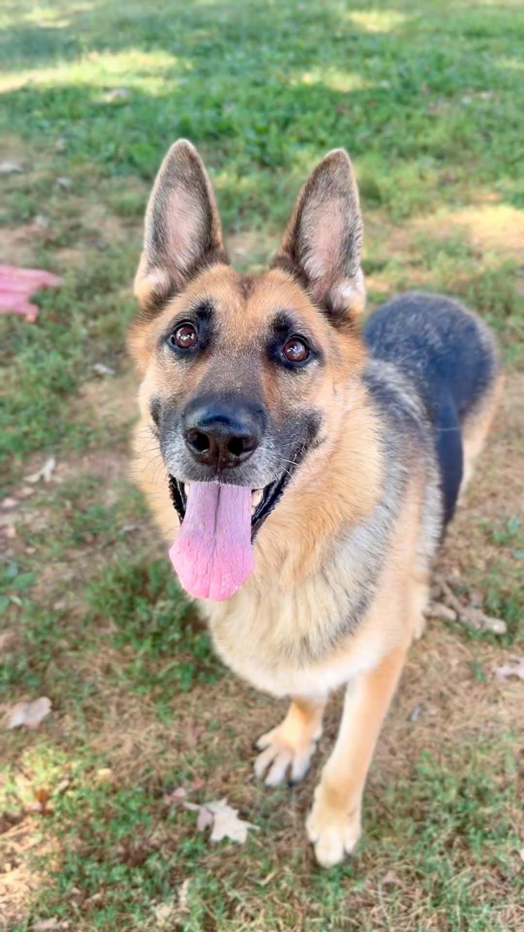 Sweet Esme *Help!I need a foster home by Sept 21!*, Adoptable, Adult Female German Shepherd Dog.