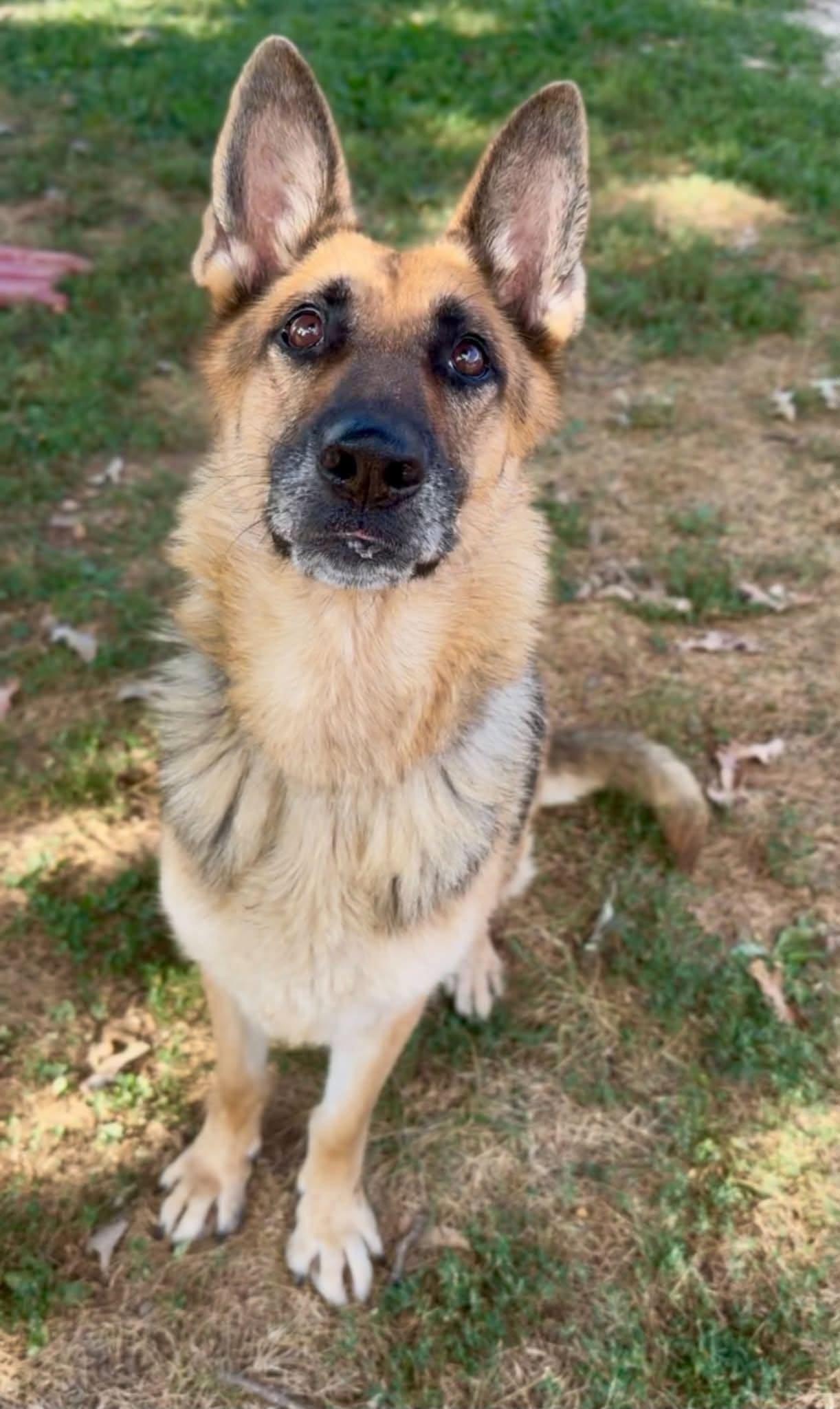 Enlarge Sweet Esme *Help!I need a foster home by Sept 21!*, a Adoptable German Shepherd Dog in Crystal, MN image 2/2