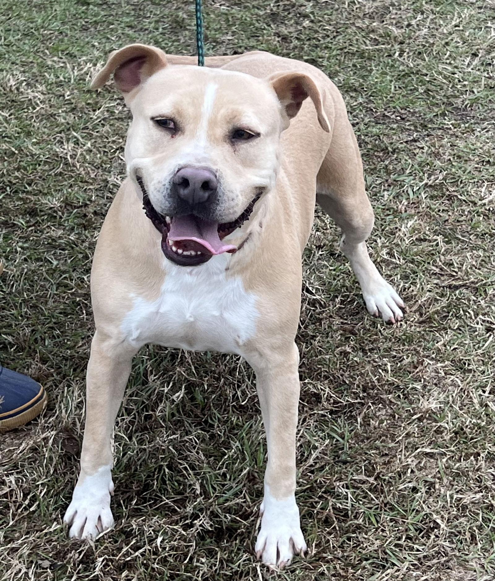 Tina, Adoptable, Young Female Pit Bull Terrier.