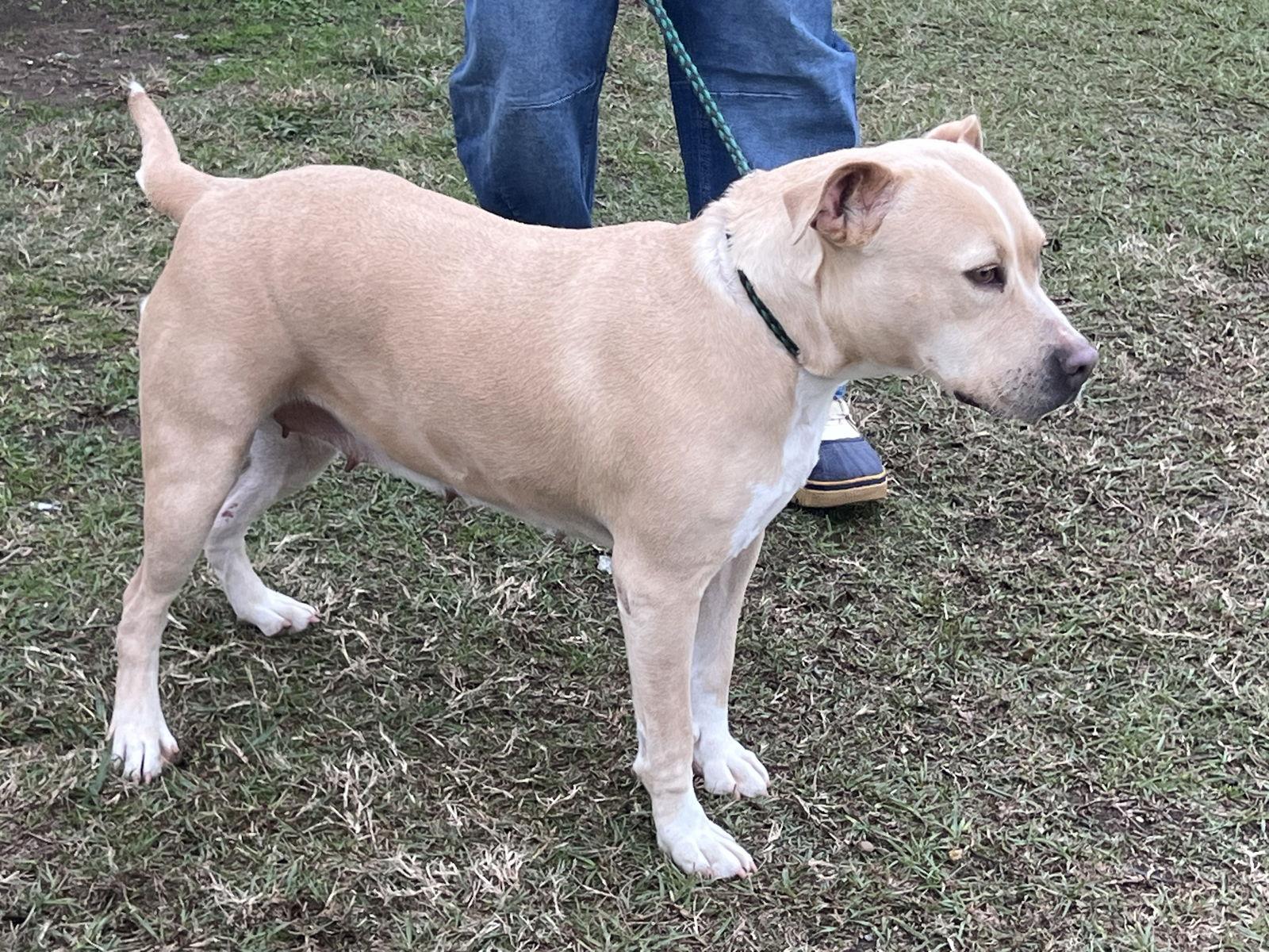Tina, a Adoptable Pit Bull Terrier in Farmerville, LA image 2/3