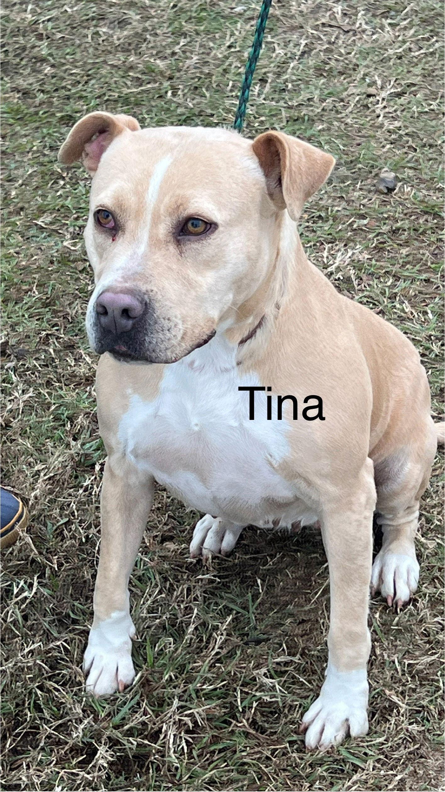 Tina, a Adoptable Pit Bull Terrier in Farmerville, LA image 3/3