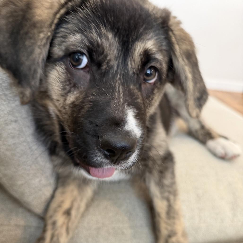 Merry, Adoptable, Puppy Female Mixed Breed.
