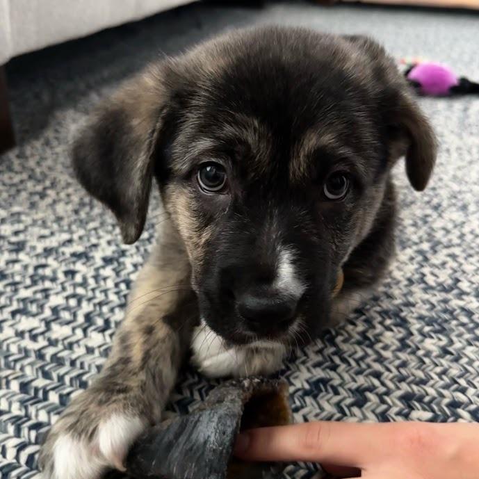 Enlarge Merry, a Adoptable Mixed Breed in Spanish Fork, UT image 2/6