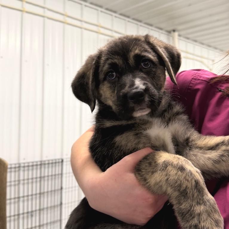 Enlarge Merry, a Adoptable Mixed Breed in Spanish Fork, UT image 3/6