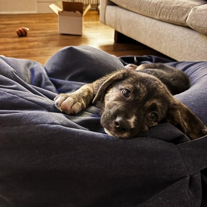 Enlarge Merry, a Adoptable Mixed Breed in Spanish Fork, UT image 4/6