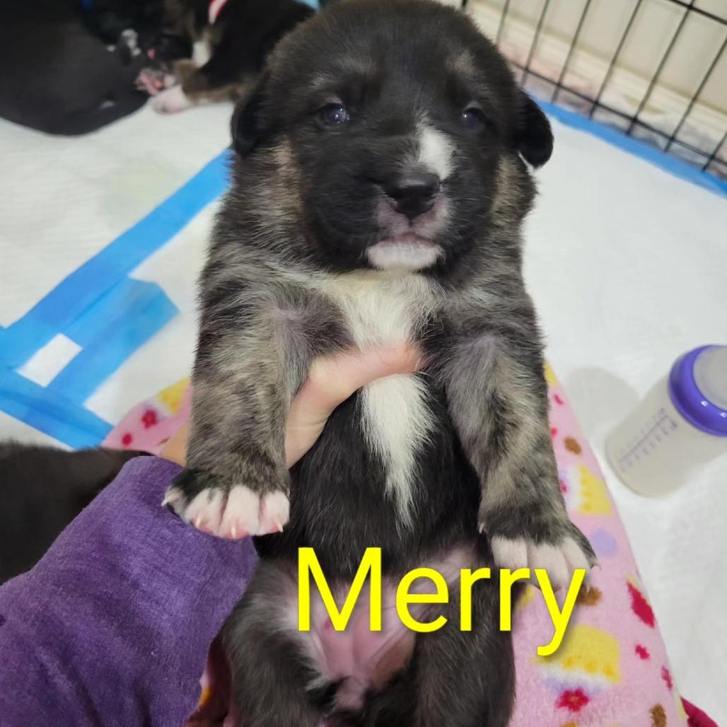 Enlarge Merry, a Adoptable Mixed Breed in Spanish Fork, UT image 5/6