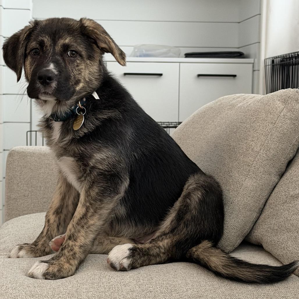 Enlarge Merry, a Adoptable Mixed Breed in Spanish Fork, UT image 6/6