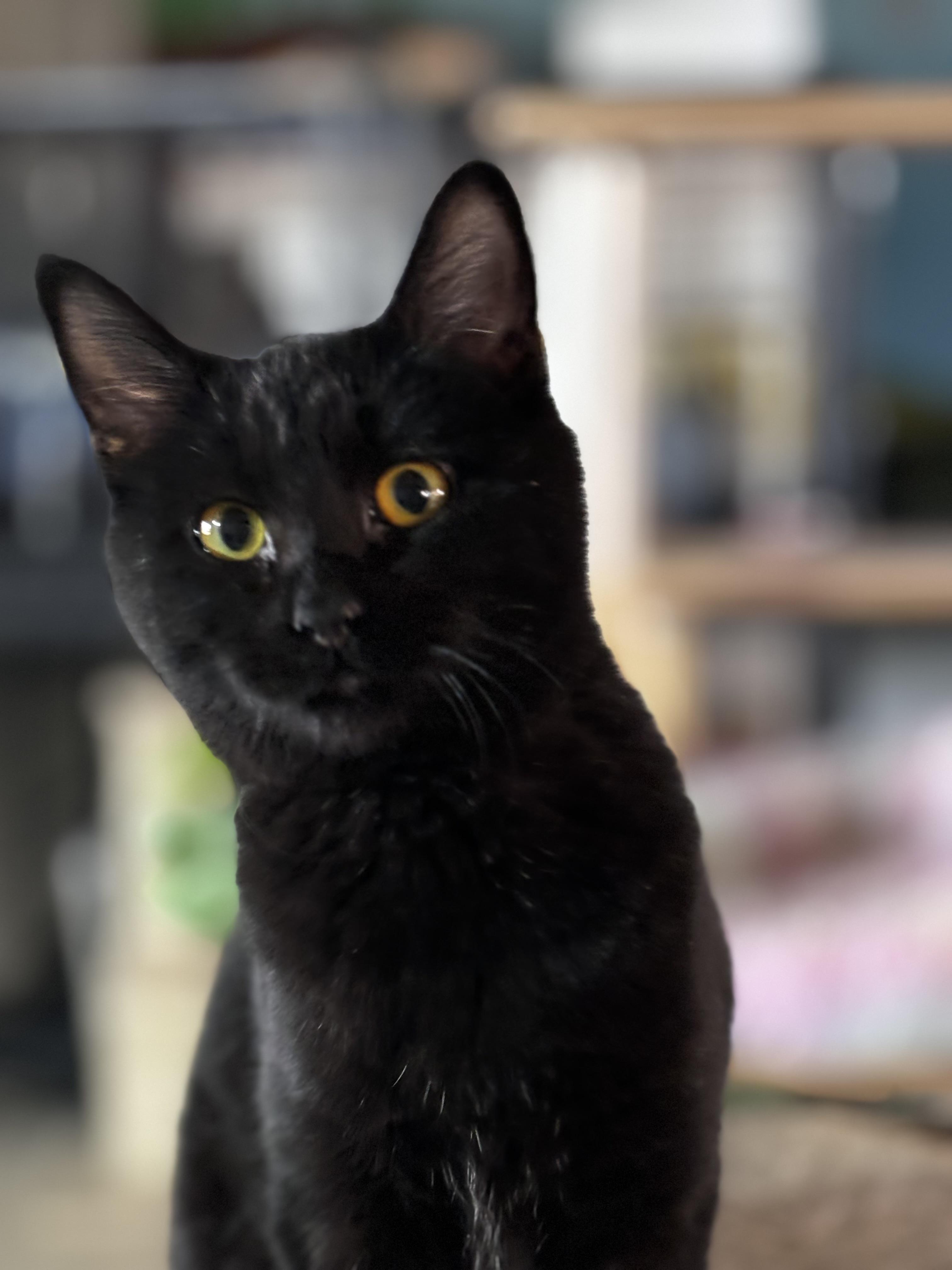 Sabrina, Adoptable, Young Female Domestic Short Hair.