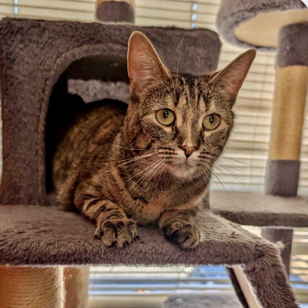 Enlarge Pandora, a Adoptable mixed breed in Mount Vernon, IL image 3/3