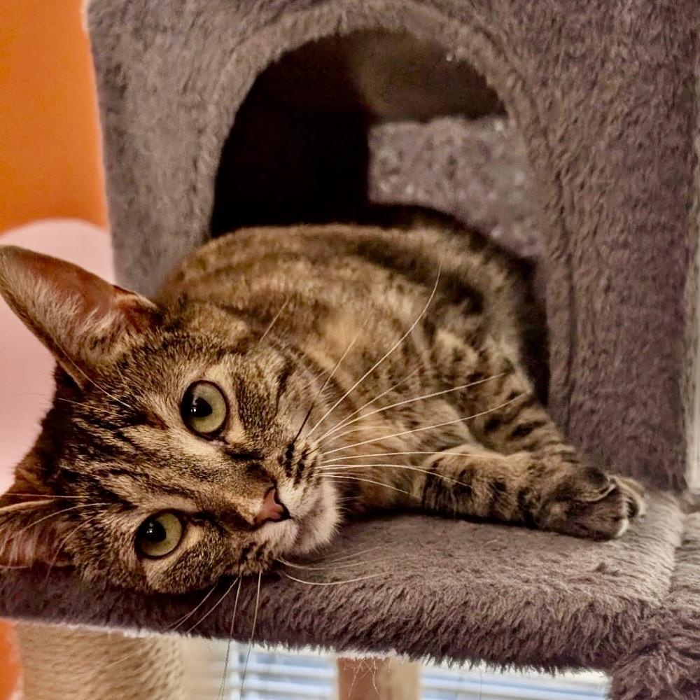 Pandora, Adoptable, Adult Female Bengal & American Shorthair.
