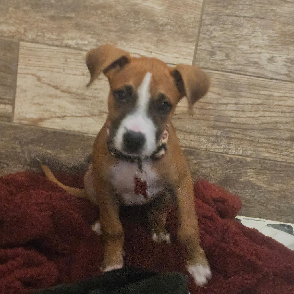 Brioche, Adoptable, Puppy Female Boxer & Pit Bull Terrier.
