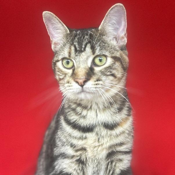 Clawdia, Adoptable, Young Female Domestic Short Hair.