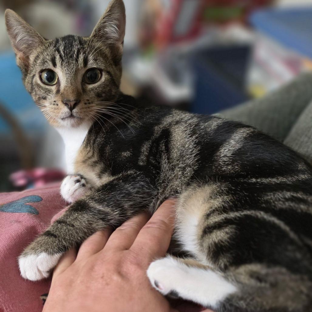 Grump, Adoptable, Kitten Male American Shorthair.