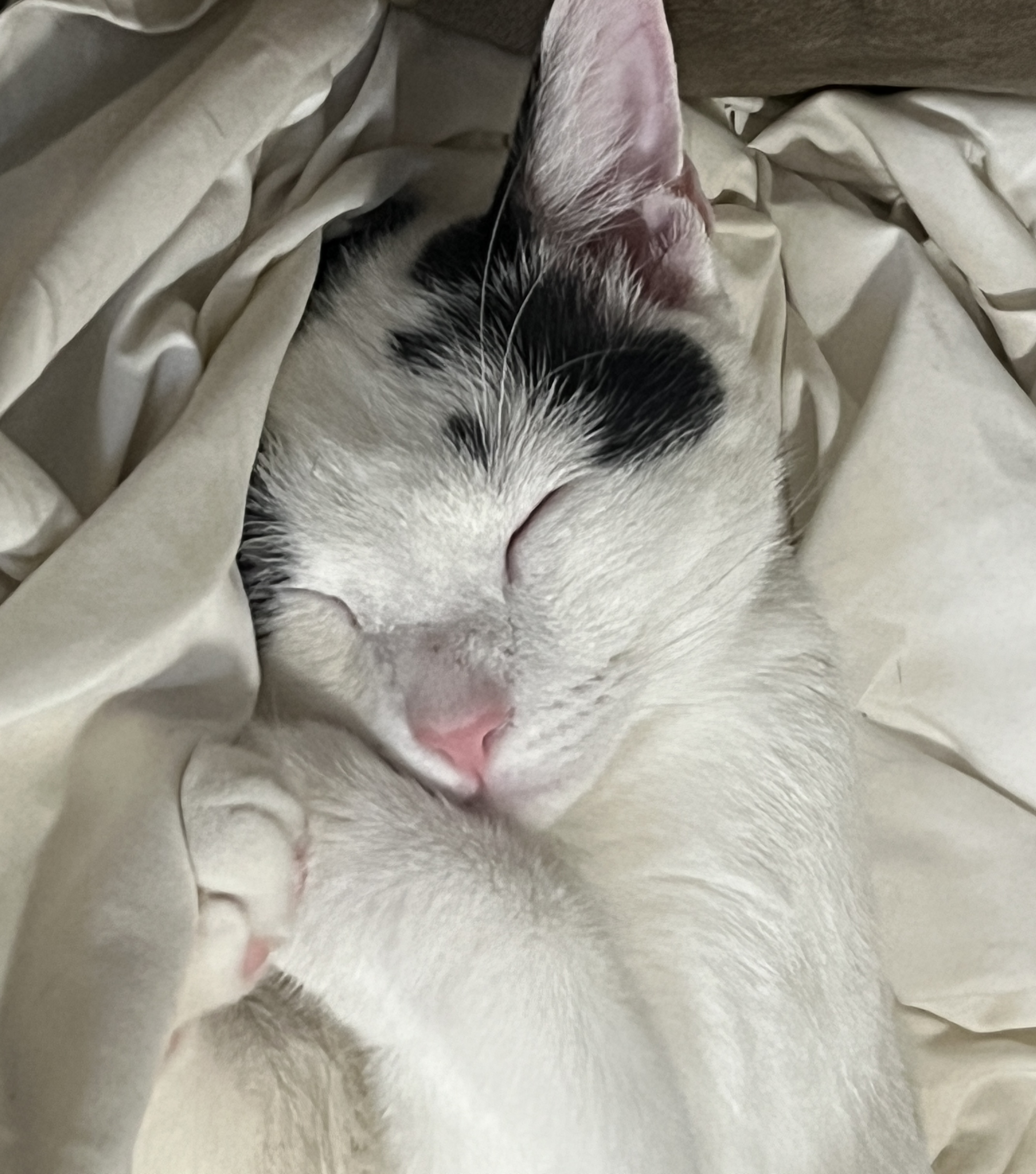 Enlarge Tesoro, a Adoptable Domestic Short Hair in Avondale Estates, GA image 2/6