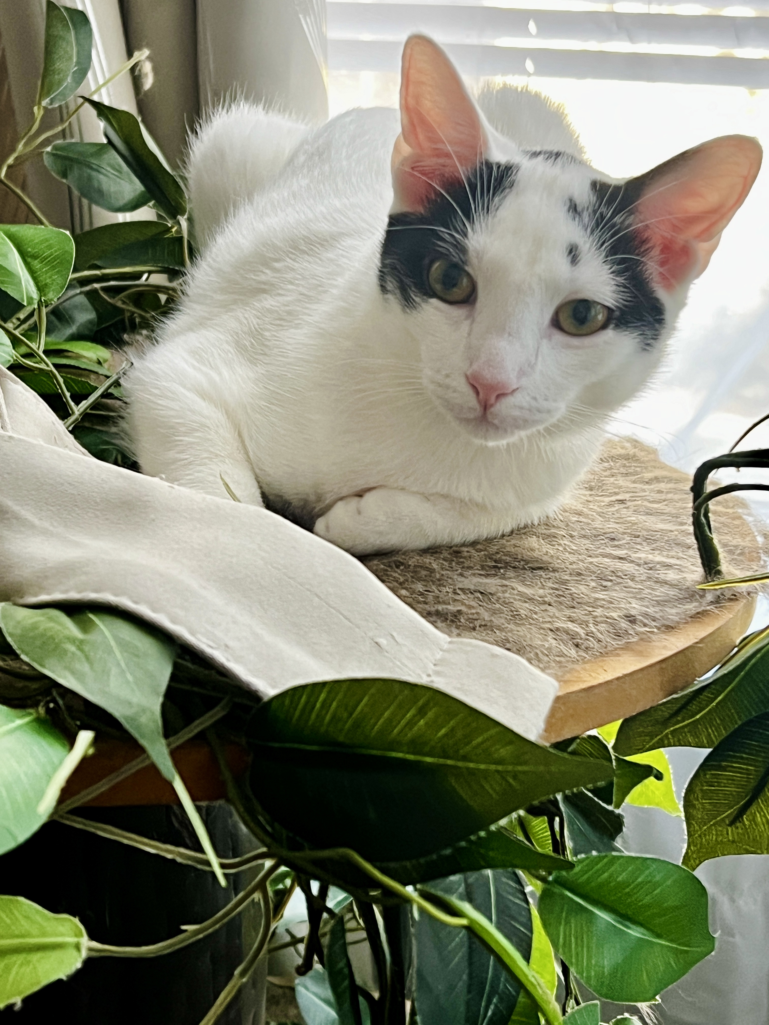 Enlarge Tesoro, a Adoptable Domestic Short Hair in Avondale Estates, GA image 1/6