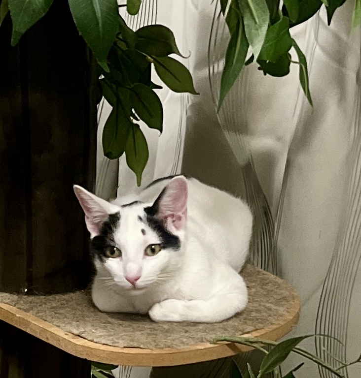 Enlarge Tesoro, a Adoptable Domestic Short Hair in Avondale Estates, GA image 4/6