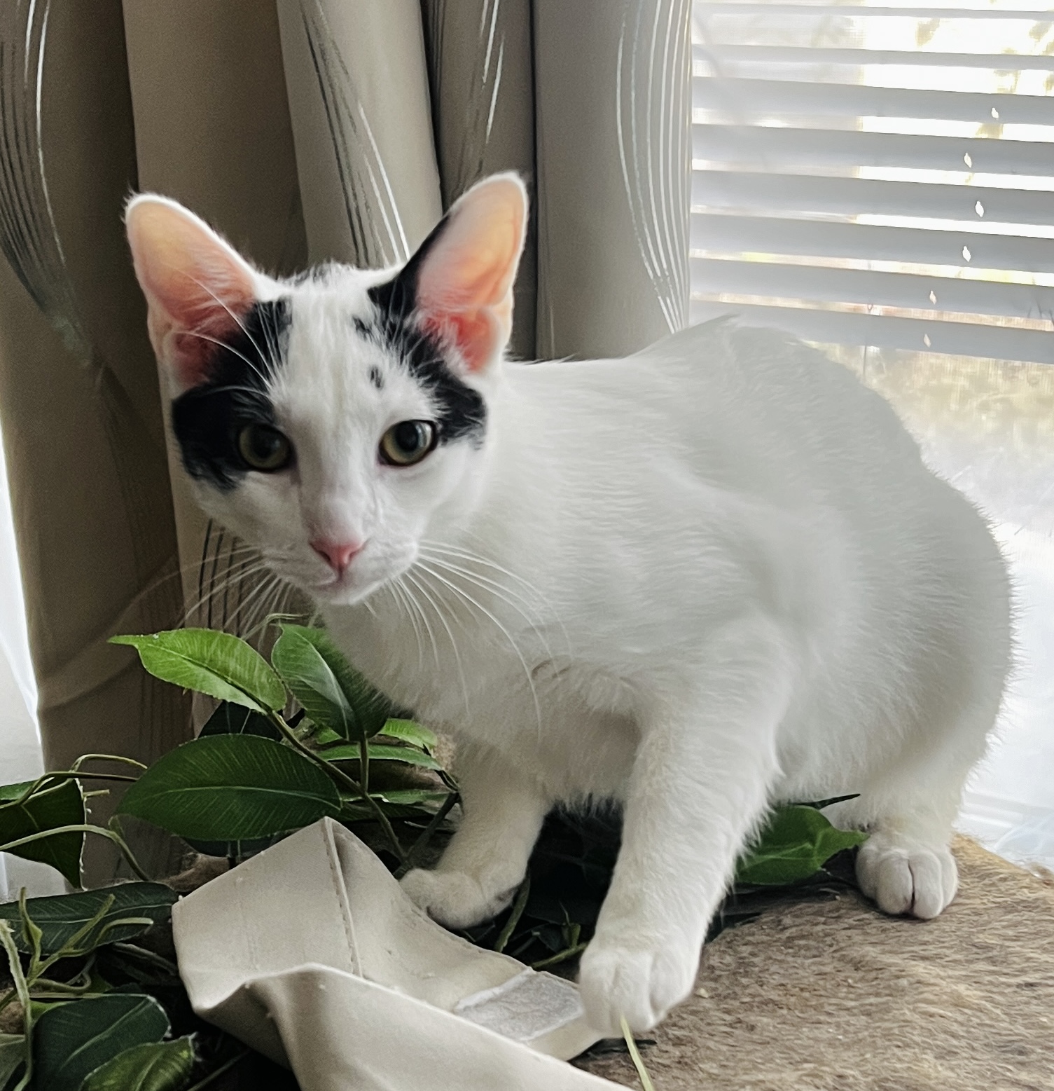 Enlarge Tesoro, a Adoptable Domestic Short Hair in Avondale Estates, GA image 6/6
