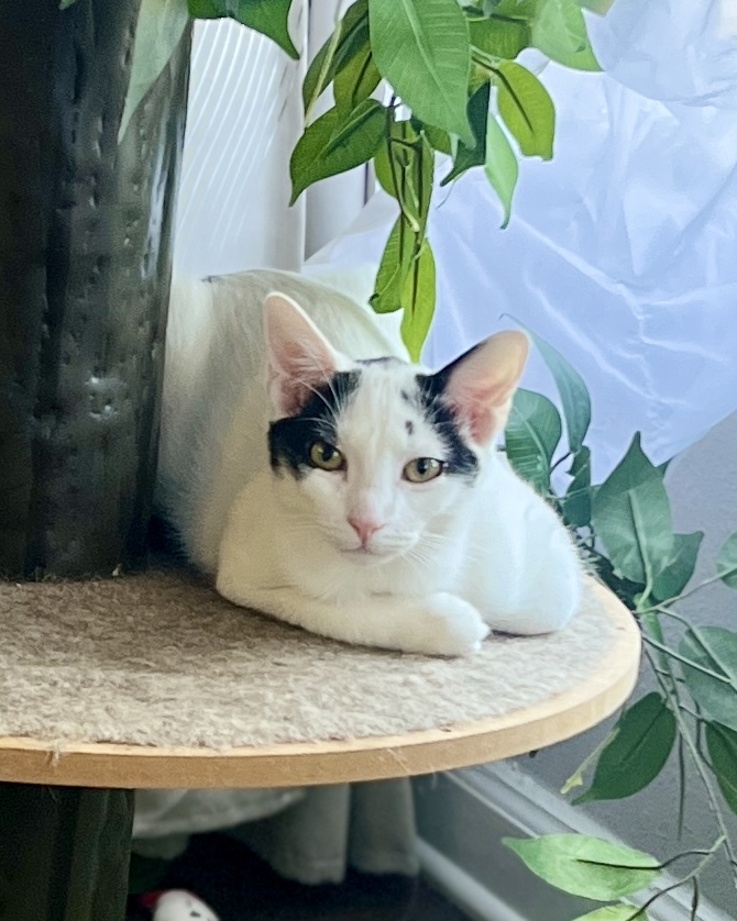 Enlarge Tesoro, a Adoptable Domestic Short Hair in Avondale Estates, GA image 5/6