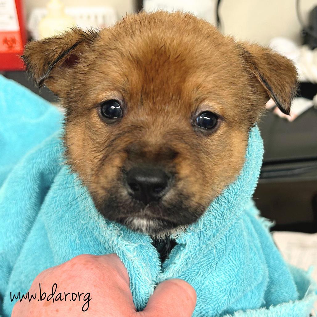 Zen, Adoptable, Puppy Female Akita & Mixed Breed.