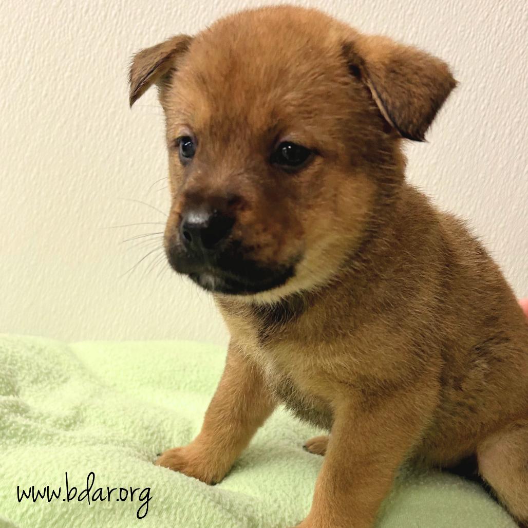 Zen, a Adoptable mixed breed in Cheyenne, WY image 2/3
