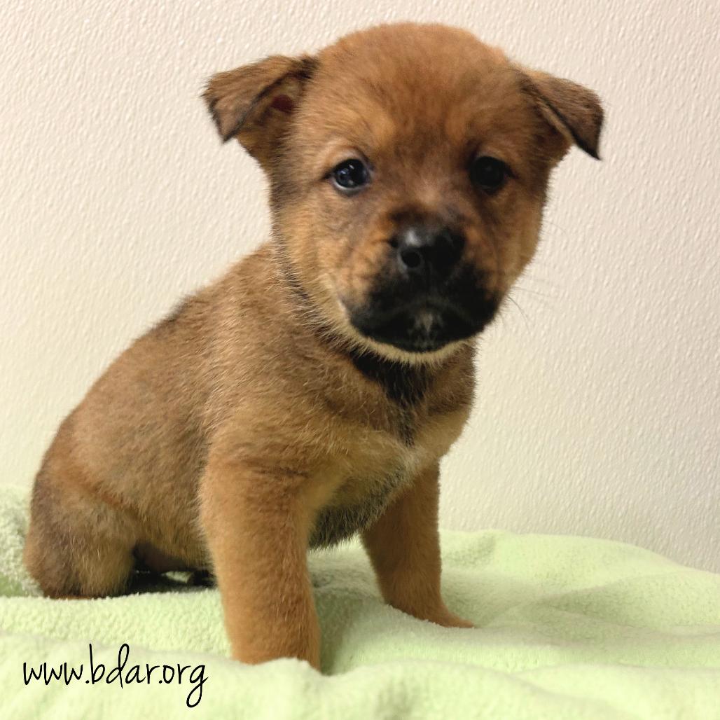 Zen, a Adoptable mixed breed in Cheyenne, WY image 3/3