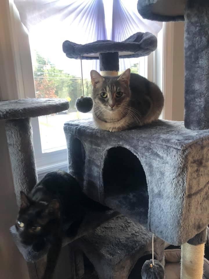 Lollipop, Adoptable, Adult Female Domestic Short Hair & Tabby.