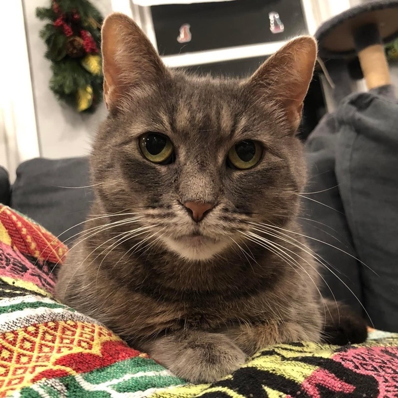 Enlarge Lollipop, a Adoptable mixed breed in Pittstown, NJ image 2/12