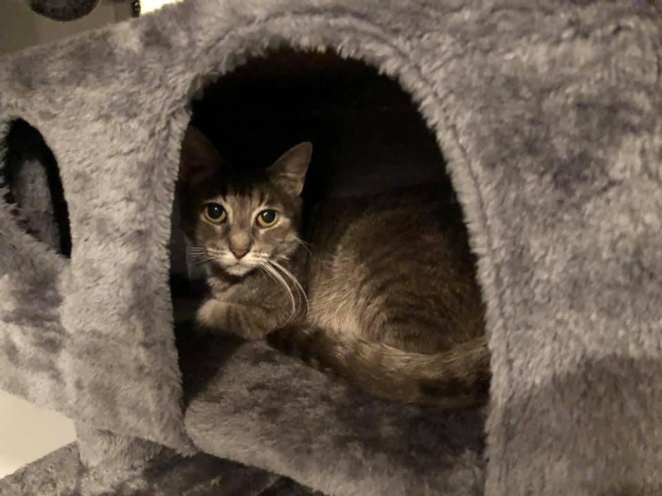 Enlarge Lollipop, a Adoptable mixed breed in Pittstown, NJ image 3/12