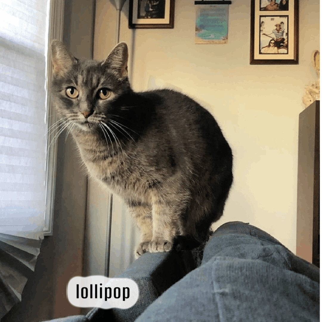 Enlarge Lollipop, a Adoptable mixed breed in Pittstown, NJ image 5/12