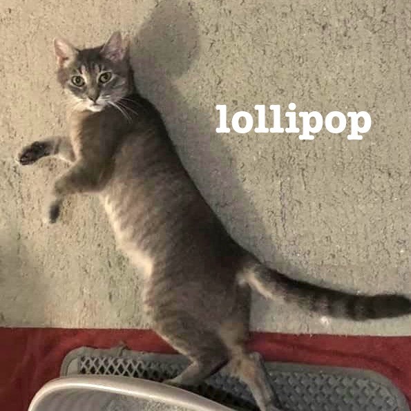 Lollipop