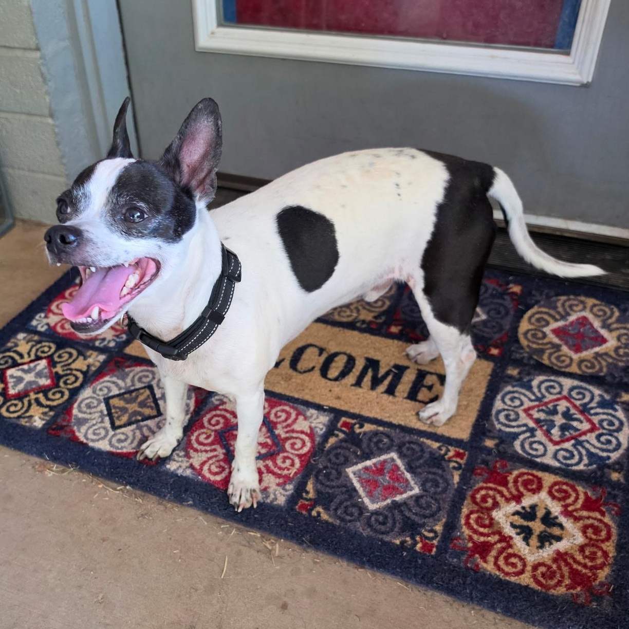 Dukie, Adoptable, Senior Male Jack Russell Terrier.